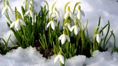 ratatum.com, фото - Новости Zakon.kz от 01.03.2019 16:22