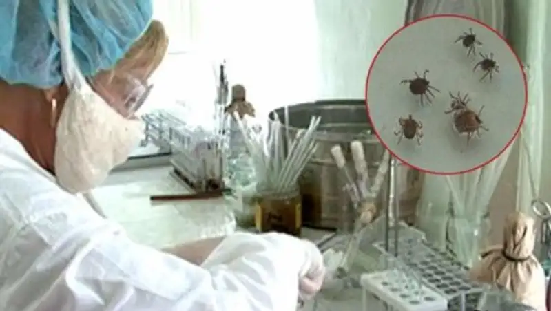 Ребенок и женщина в ЮКО умерли от Конго-Крымской геморрагической лихорадки