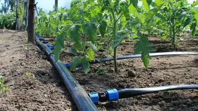 В Кызылорде школьники изобрели устройство для экономного полива, фото - Новости Zakon.kz от 14.11.2022 16:04