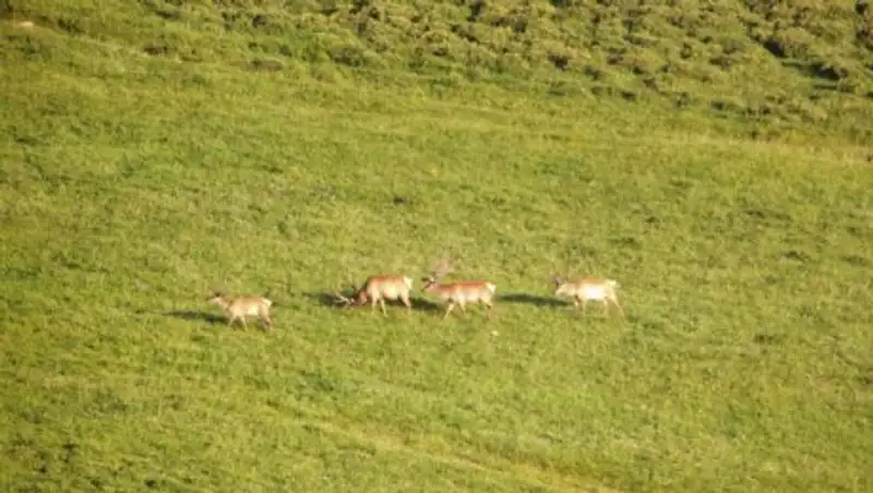 В Казахстане появятся фермерские охотничьи хозяйства