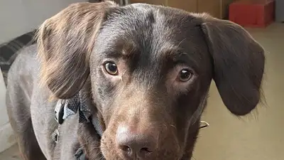 собака-алкоголик, фото - Новости Zakon.kz от 10.04.2023 09:35