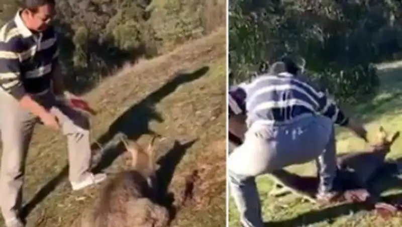 Китаец в Австралии перерезал горло беспомощному кенгуру