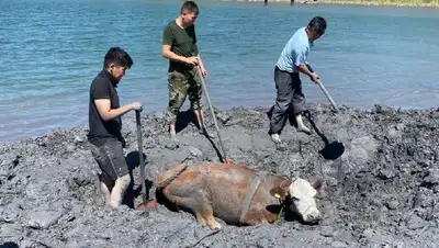 спасательная операция корова ВКО, фото - Новости Zakon.kz от 13.07.2022 17:09