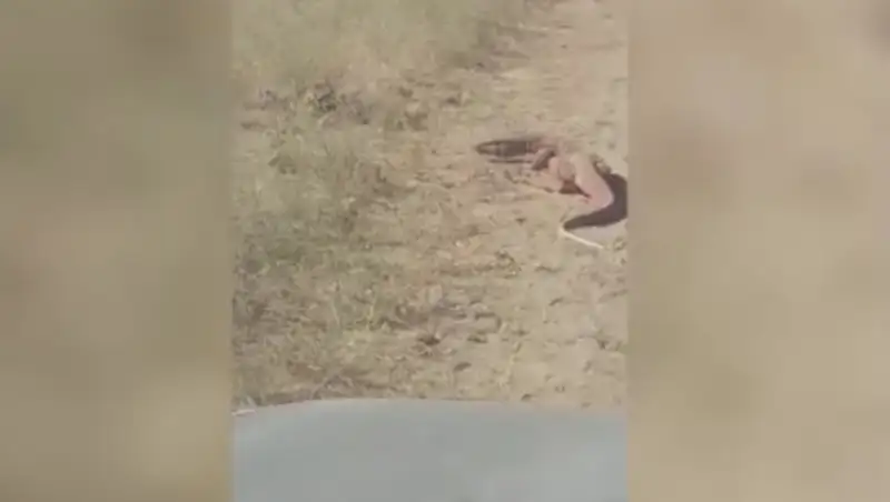 Рядом с Актау сняли на видео огромного варана