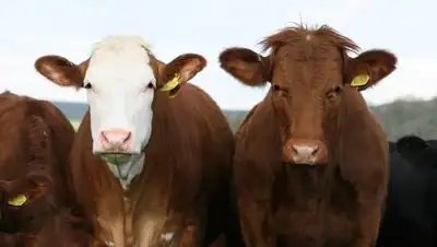 pixabay.com, фото - Новости Zakon.kz от 31.07.2021 14:34