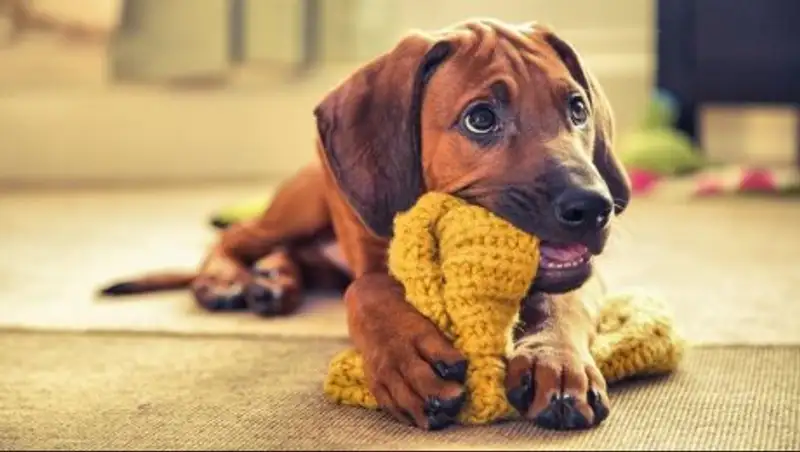 Победители конкурса на самую лучшую фотографию собаки