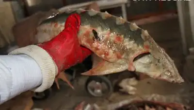 atpress.kz, фото - Новости Zakon.kz от 17.02.2018 16:52