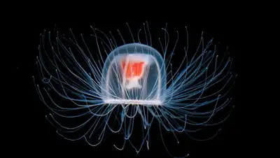 bigpikcha.ru, фото - Новости Zakon.kz от 09.09.2020 13:01