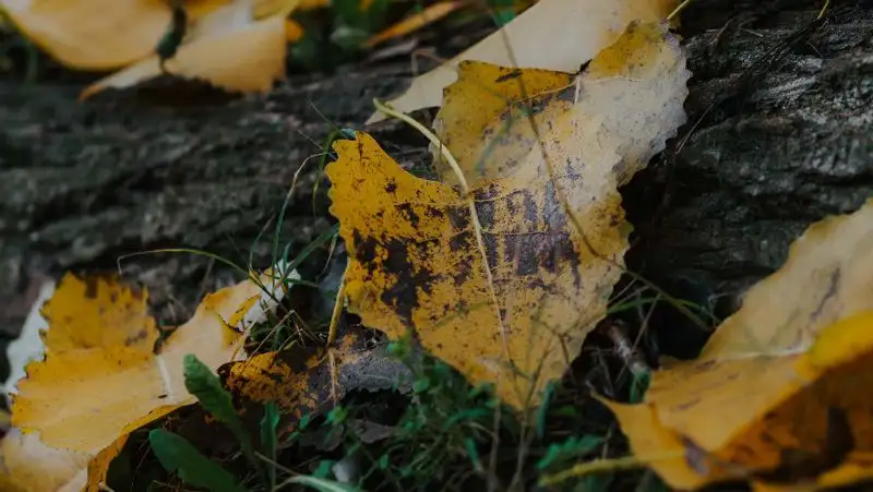 Какую погоду принесет антициклон в Казахстан 15 сентября