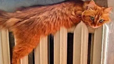 Zakon.kz, фото - Новости Zakon.kz от 20.11.2014 14:55