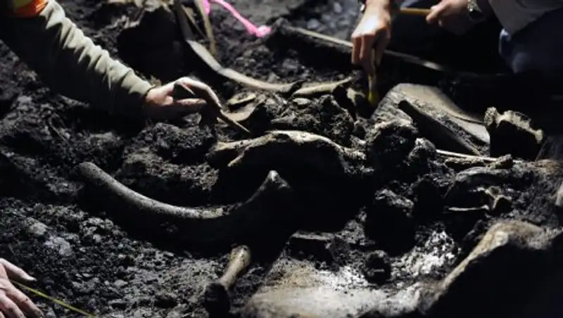 Ученые в Якутии нашли скелет мамонта