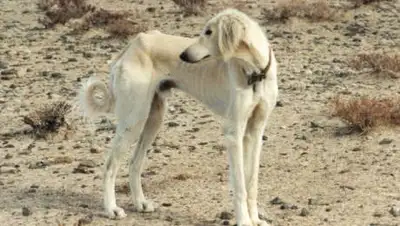 Википедия, фото - Новости Zakon.kz от 01.10.2020 15:02