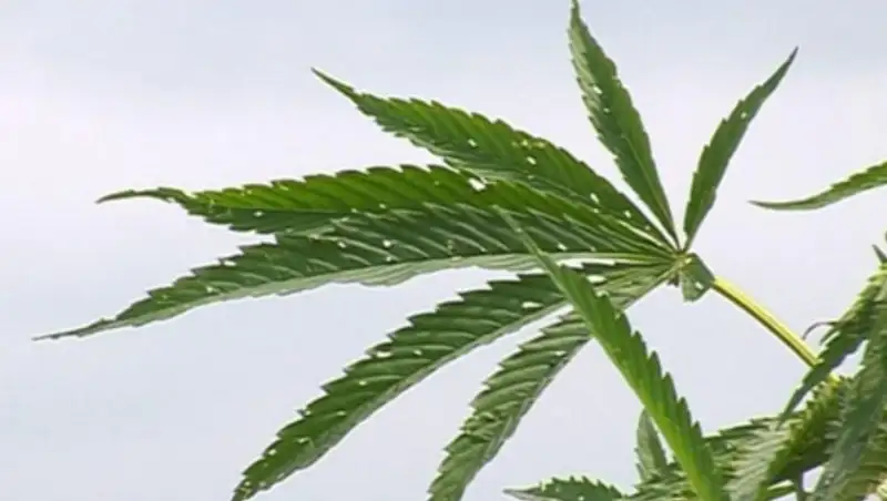 В Жамбылской области пограничники задержали мужчину, собравшего более тонны конпли