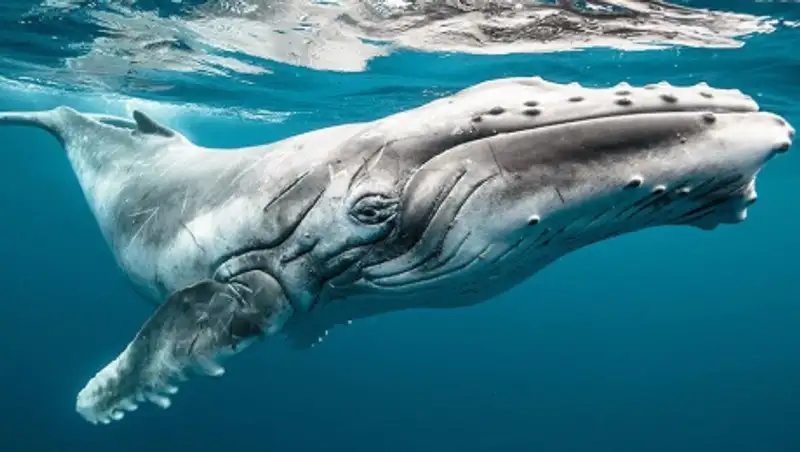 15 величественных снимков китов, на которые невозможно смотреть без восторга