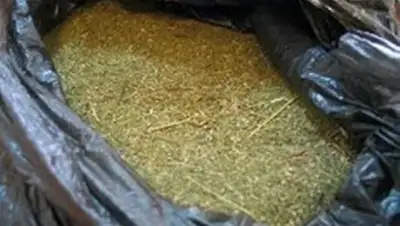 Zakon.kz, фото - Новости Zakon.kz от 13.06.2016 22:13