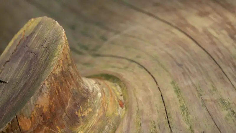 Дерево упало на мать с пятью детьми: трое в больнице