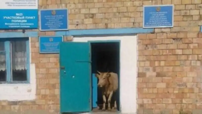 Казнет рассмешила корова в участковом пункте полиции