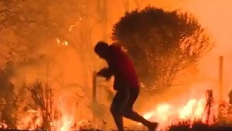 Спасение кролика из пожара в Калифорнии попало на видео