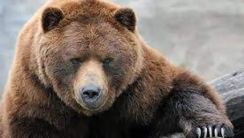 Медведь набросился на сотрудницу «Первого канала» в Москве