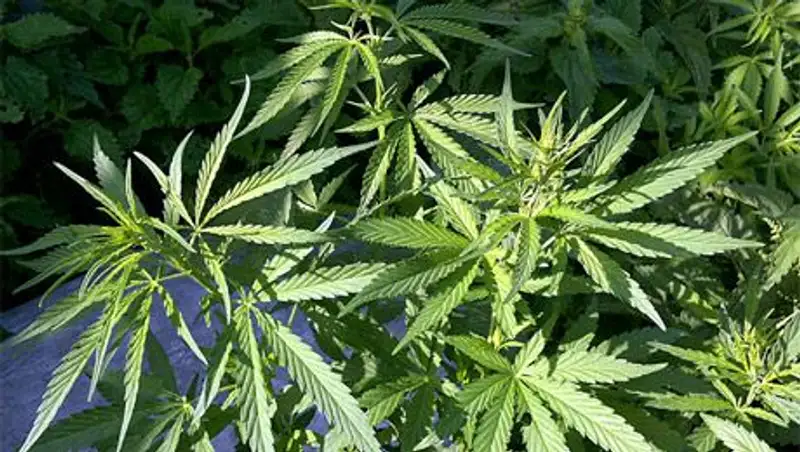 В штате Нью-Йорк могут легализовать марихуану