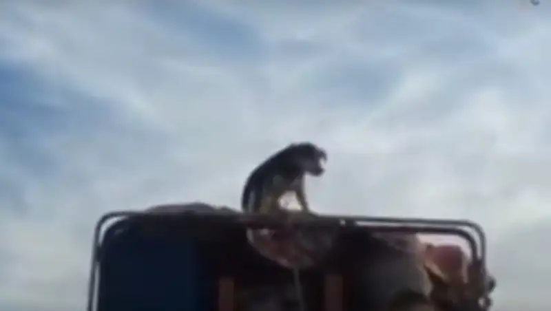 В Талдыкоргане собаку перевозили по городу на крыше грузовика