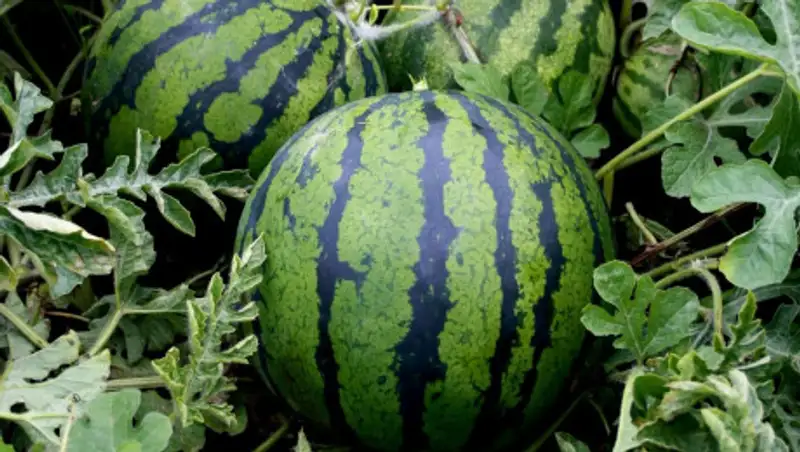 Арбузы выросли на смотровой площадке набережной Актау