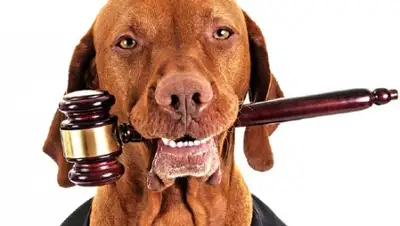 conociendoamiperro.com, фото - Новости Zakon.kz от 05.07.2018 21:31