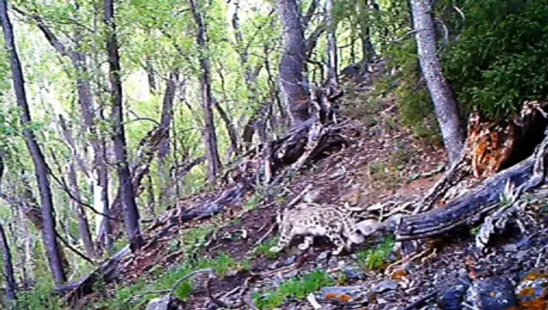Беременную самку снежного барса зафиксировала фотоловушка