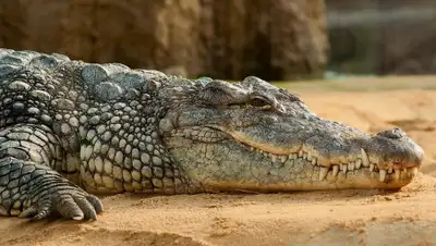 Pixabay, фото - Новости Zakon.kz от 15.05.2019 08:38