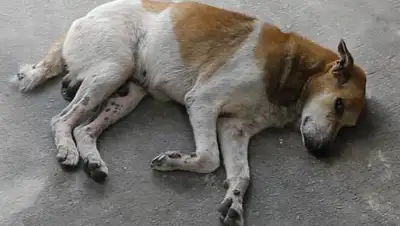 LSM, фото - Новости Zakon.kz от 10.06.2021 18:46