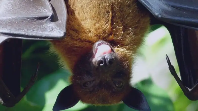 Летучие мыши "захватили" многоэтажку в Алматы