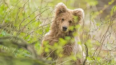 Нос к носу с медведицей: редкие животные Казахстана в объективе зоолога 