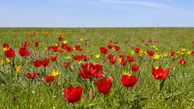 Перечень редких видов растений в Казахстане, фото - Новости Zakon.kz от 03.08.2022 11:20