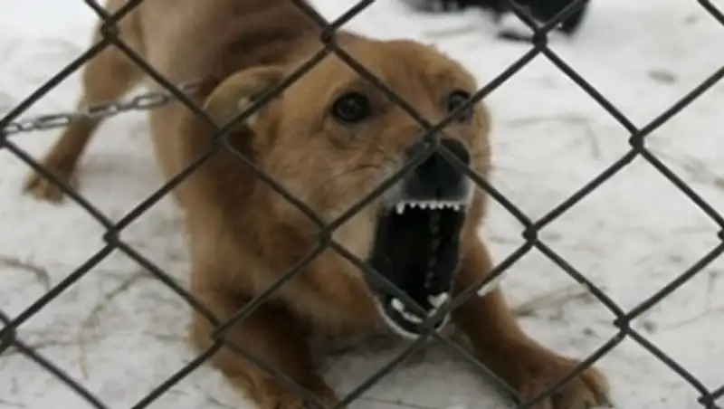 В ЮКО от бешенства скончалась 14-летняя жительница села Кыземшек