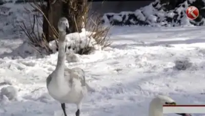 Zakon.kz, фото - Новости Zakon.kz от 05.04.2015 19:07