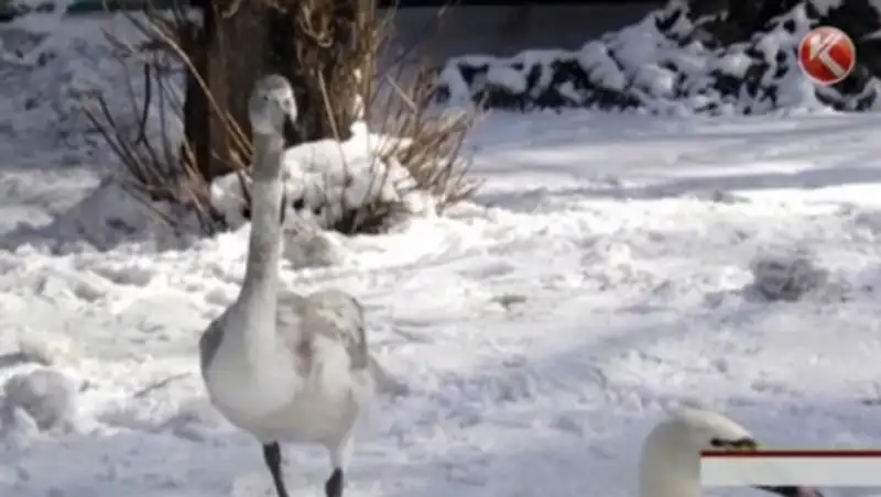 Раненого лебедя приютили в биологическом центре Семея