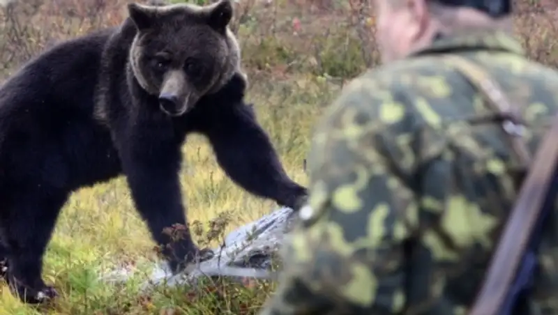 Приморский полицейский застрелил брата, спасаясь от медведя