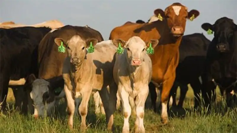 Конкуренция - это священная корова животноводства