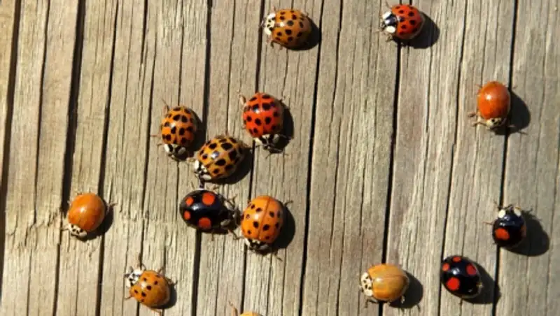 В США под суд пойдут подростки, выпустившие в школе 72 тысячи божьих коровок