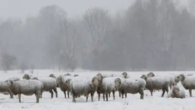 Zakon.kz, фото - Новости Zakon.kz от 04.01.2015 15:53