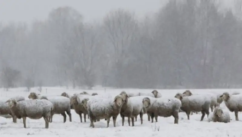 Традиции овцеводства возрождают в Северном Казахстане