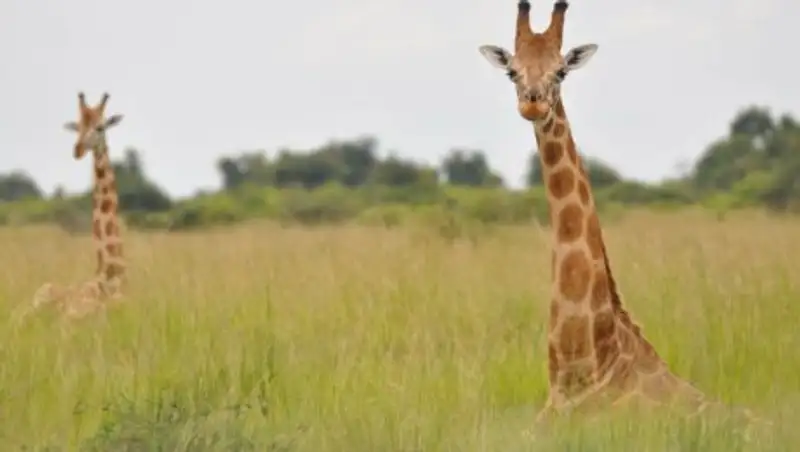 Молоко жирафов полезнее коровьего, но никто не знает, как их доить