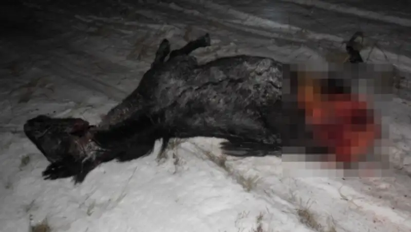 В СКО пьяные мужчины устроили охоту на лошадей