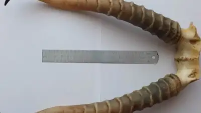 rantiel.com.ua, фото - Новости Zakon.kz от 09.02.2019 09:28