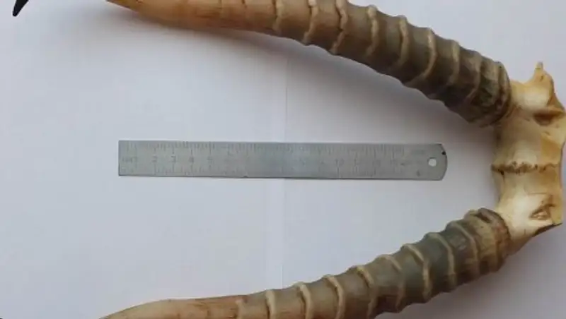 У полицейского в Карагандинской области нашли 30 туш сайгаков