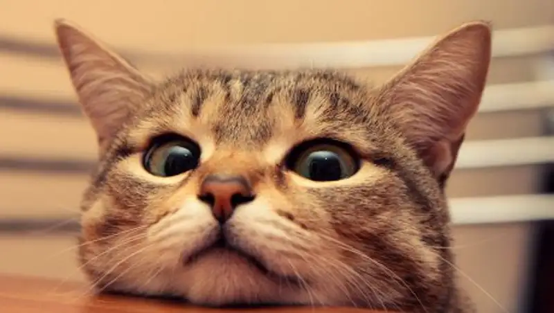 Каждый четвертый домашний питомец в Алматы подобран на улице