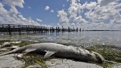 © AP Photo / Chris O'Meara, фото - Новости Zakon.kz от 13.09.2018 08:55