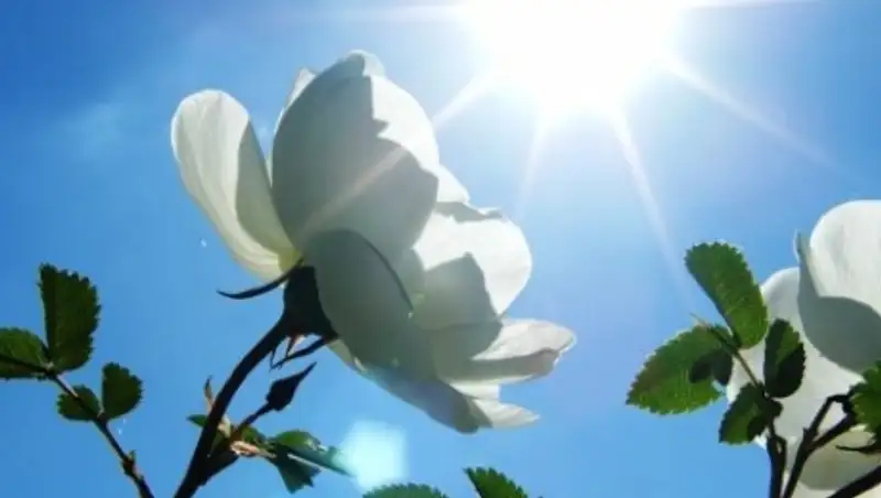 На большей части Казахстана 29 мая ожидается погода без осадков