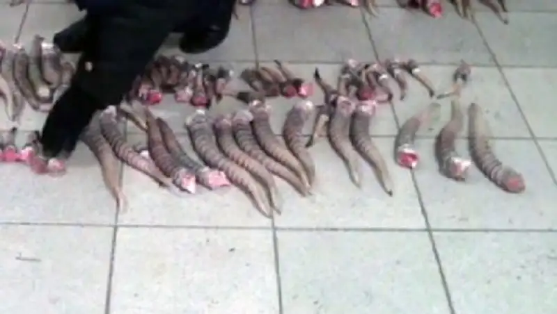 Б&#1178;О-да за&#1187;сыз киік аулау&#1171;а &#1179;атысты 22 дерек тіркелген