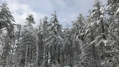 pixabay.com, фото - Новости Zakon.kz от 18.02.2021 16:42